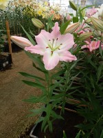 [4364 Perth DJ No101.JPG]